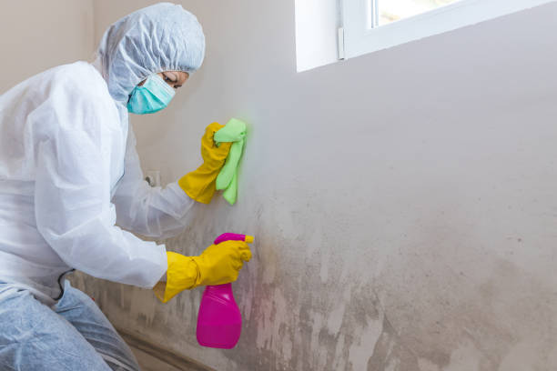 Professional Mold Inspection in Raeford, NC